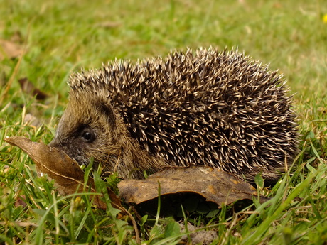 Hedgehog