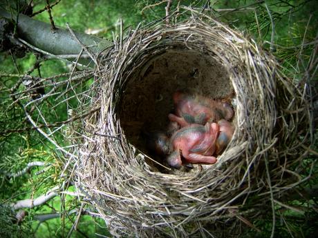 Baby thrush