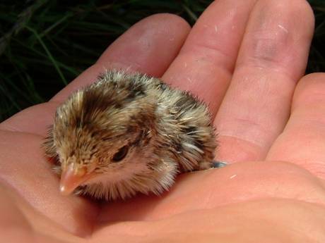 Baby Quail