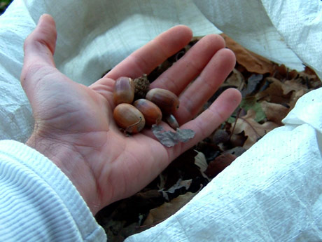 Oaks from acorns