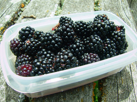 Blackberries