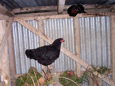 Chooks in the woodshed