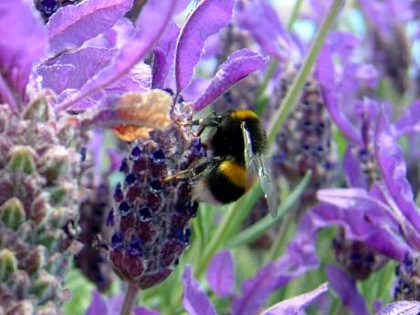 Bumble bee sanctuary