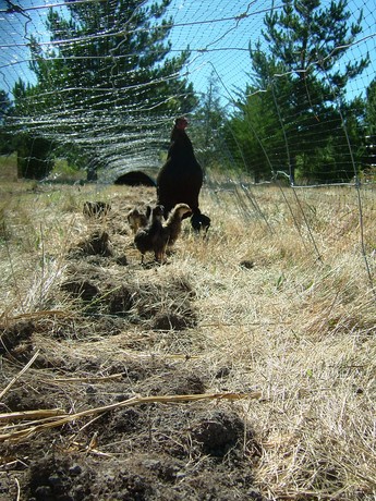 Extra long chicken run