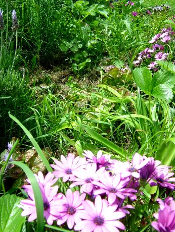 Polycultures