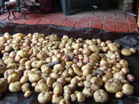 Harvesting Potatoes