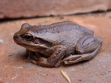 Little brown frog