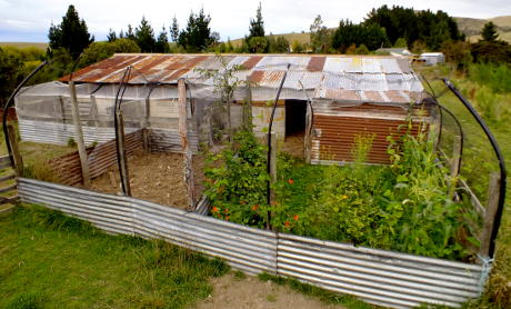 Chicken garden