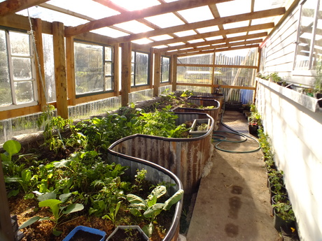 55548141_greenhouse5.jpg