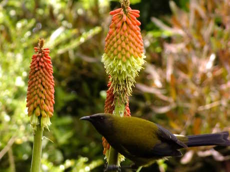 Bellbird on red hot poker plant