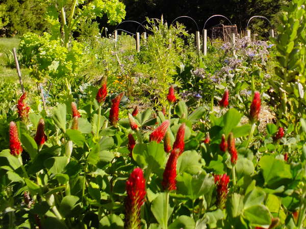 Crimson clover