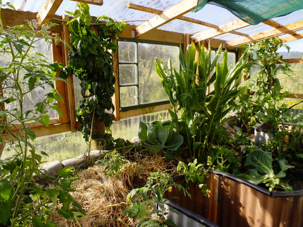 Greenhouse