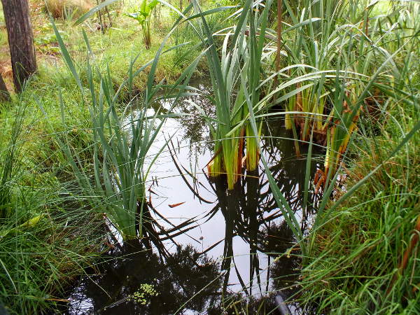 Creating a pond