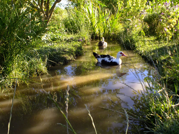 Water Smart Solutions: Designing Resilient Landscapes for a Drought-Resistant Future