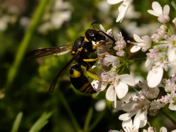 European potter wasp