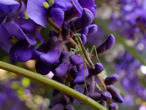 Baby praying mantis