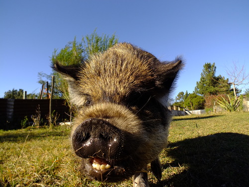 Grubba, the ginger pig