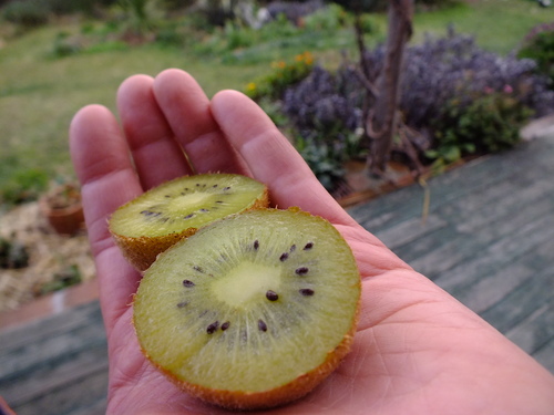 Kiwifruit