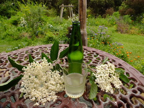 Elderflower 'champagne'