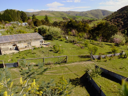 Pigs in the young food forest