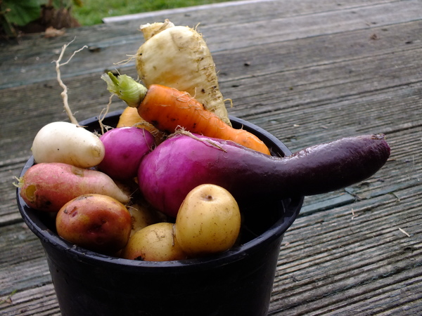 Forest garden bounty