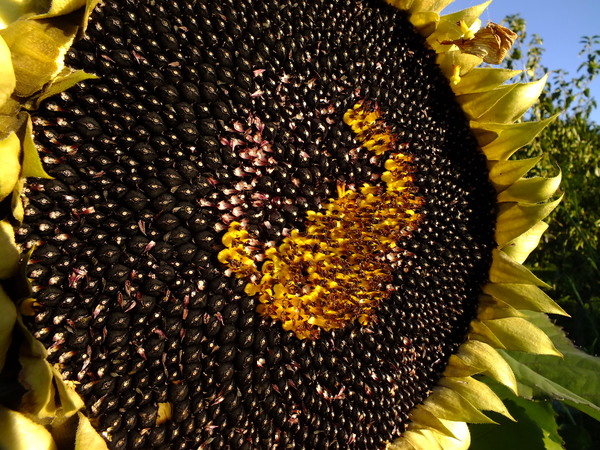 Sunflower Seeds