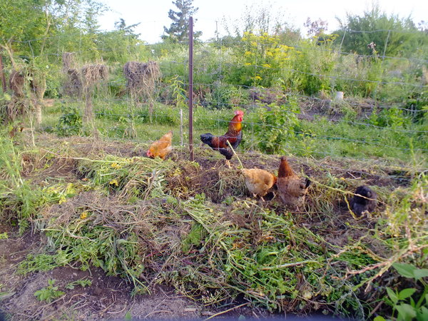 Hugelkultur gardens in summer