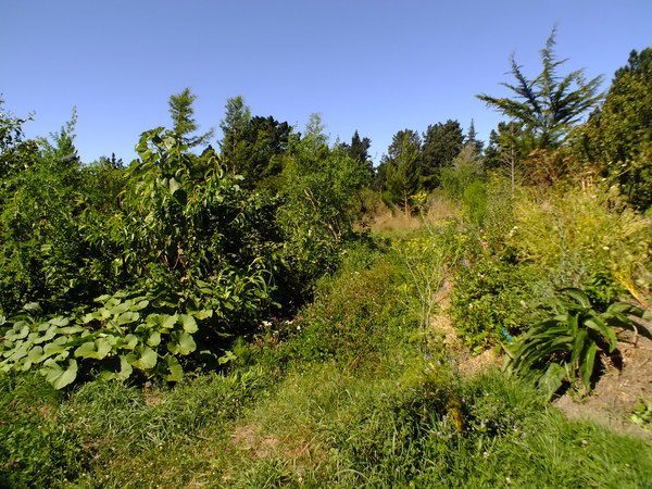 Hugelkultur gardens in summer