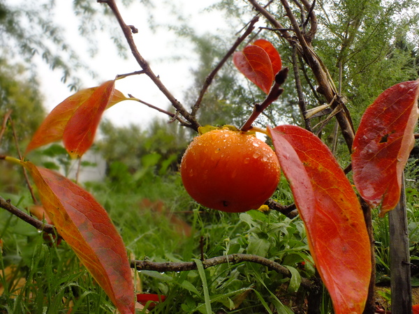 Persimmon - Fuyu