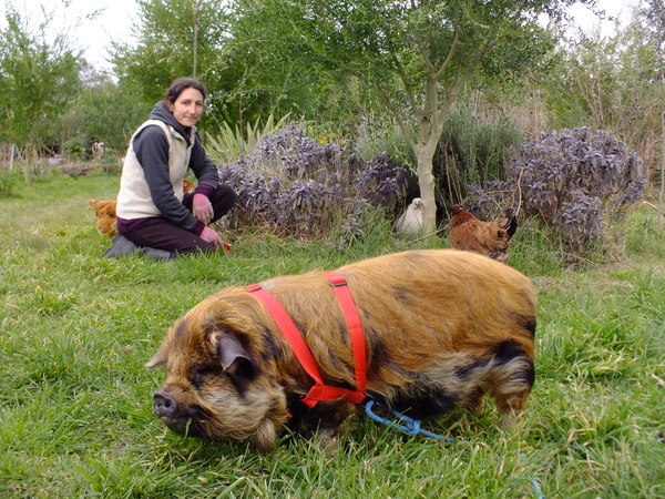 Pig on a leash