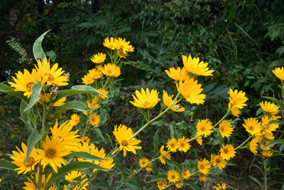 Maximilian sunflower seeds