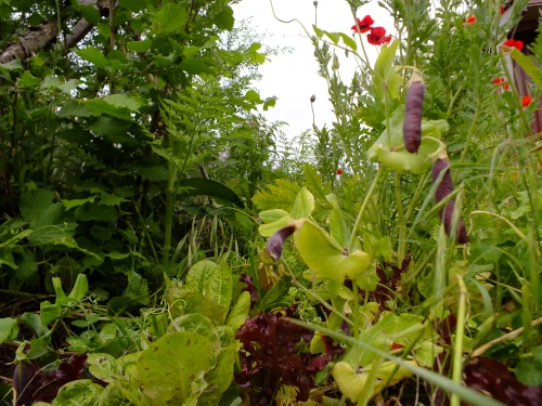 Start Your Own Forest Garden