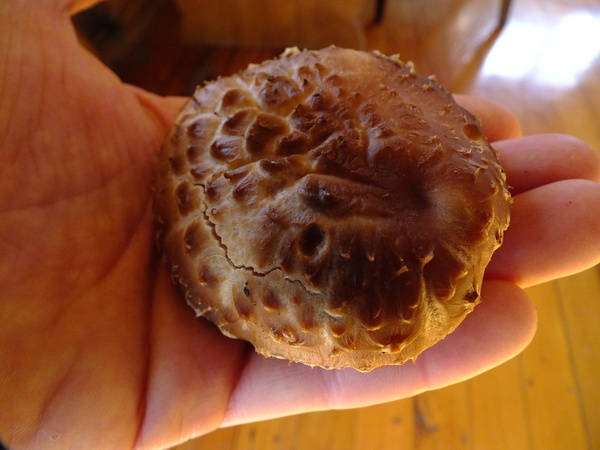 Shitake Harvest