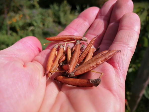 34762_Caragana-arborescens-seeds