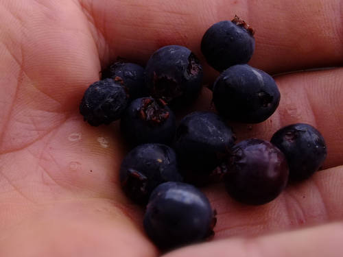 Service berry seeds