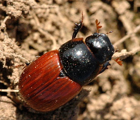 Dung beetles