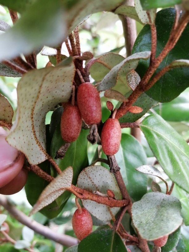 Elaeagnus x ebbingei