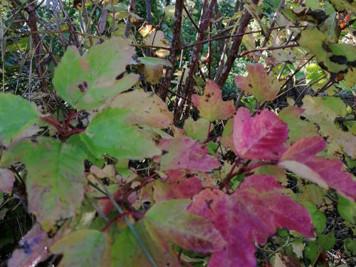 48141_Viburnum-trilobum-autumn