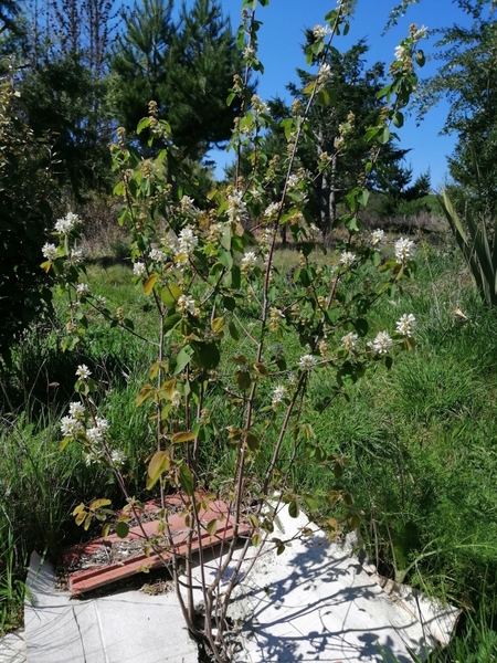 48141_amelanchier