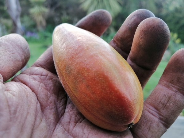 Picking Banana Passion Fruit