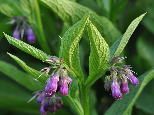 Comfrey root pieces for growing