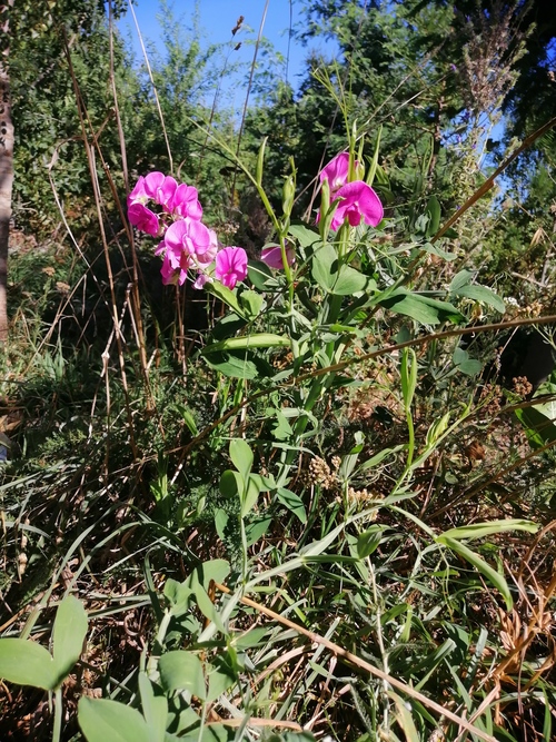 Lathyrus odoratus