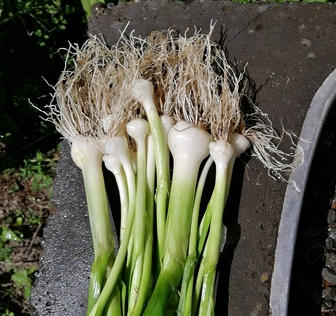 Perennial multiplying leeks