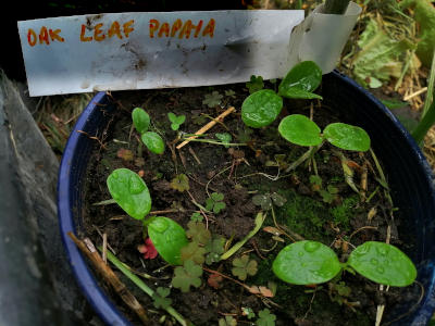 Oak Leaved Papaya