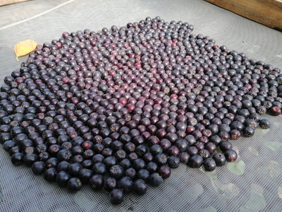 Aronia Melanocarpa Seeds