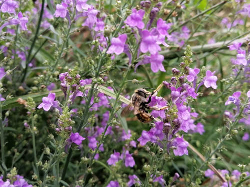 Purple toadflax