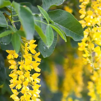 Laburnum Seeds