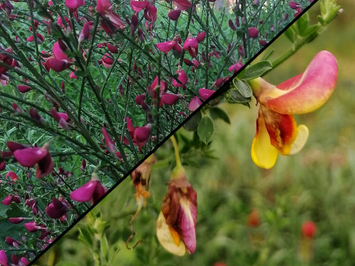 Red Broom Seeds