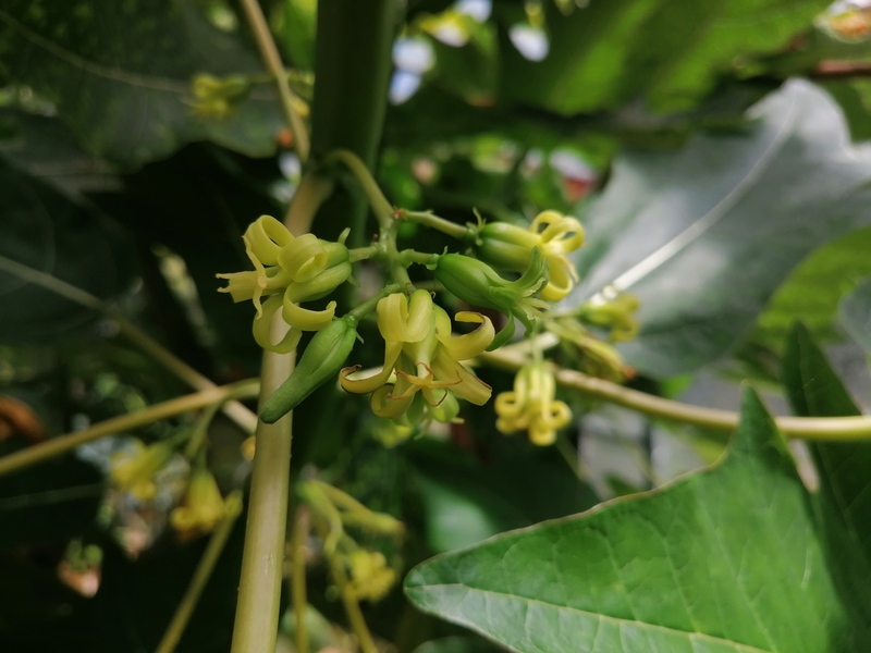 Female oak leaf papaya cutting