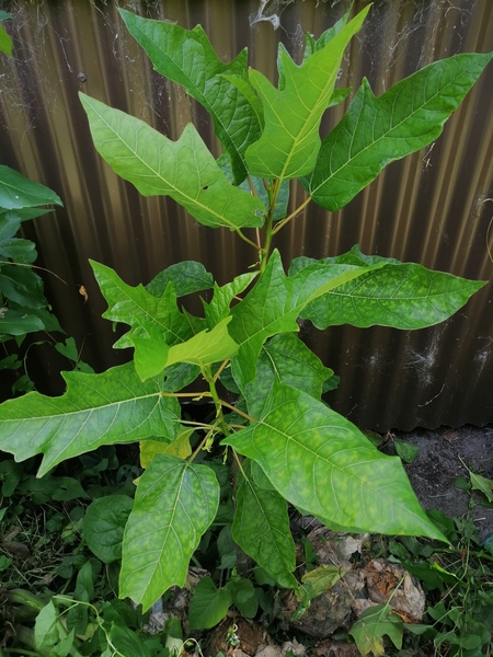 Oak Leaved Papaya